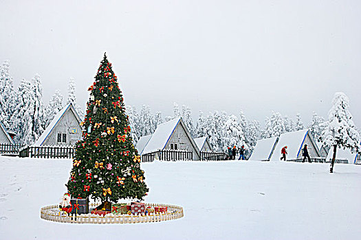 雪原圣诞树