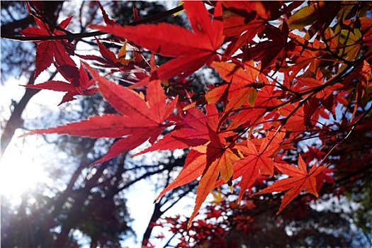 秋天,红枫,叶子