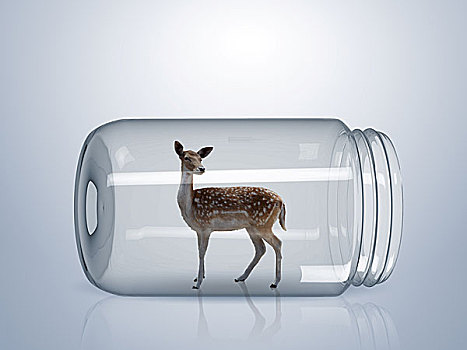 幼兽,野生,鹿,室内,玻璃,罐