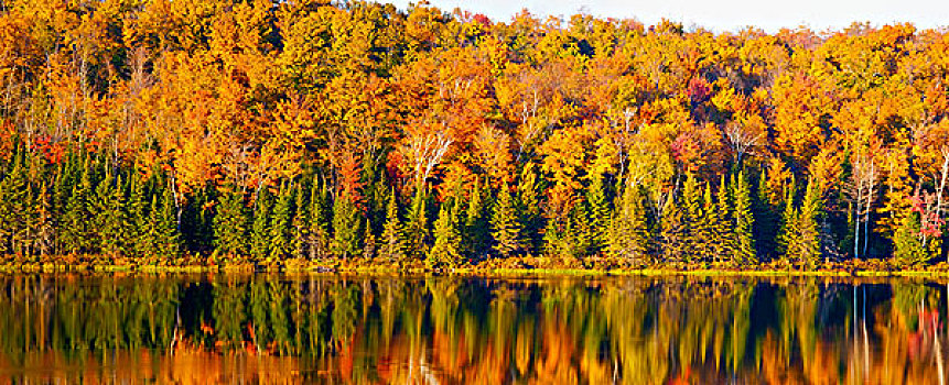秋天,全景,黄昏,阳光,魁北克,加拿大
