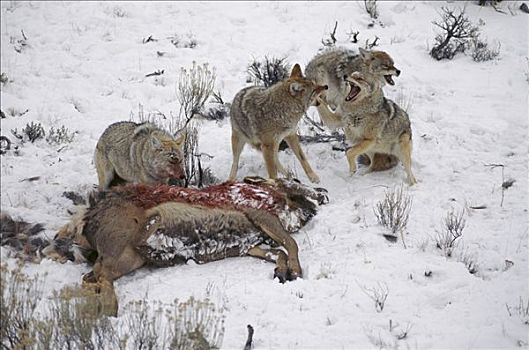 丛林狼,犬属,四个,争斗,俯视,麋鹿,畜体,雪中,落基山脉,北美