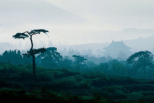 河北清西陵古松