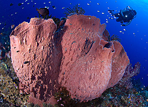 潜水,看,巨大,海绵,巴布亚新几内亚
