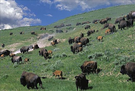美洲野牛,野牛,牧群,放牧,北美