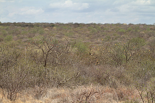 热带草原,灌木,陆地,肯尼亚