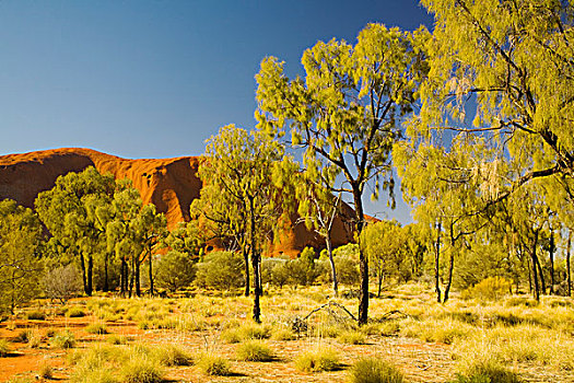 艾尔斯岩,树,北领地州,澳大利亚