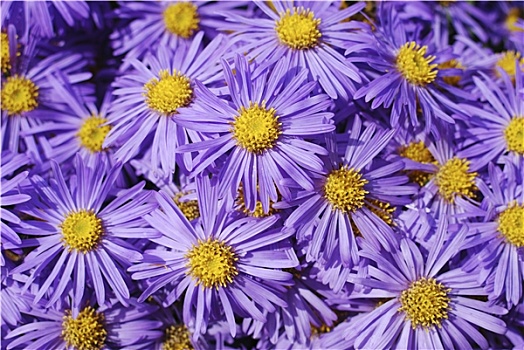 紫色,紫苑属,花,菊花
