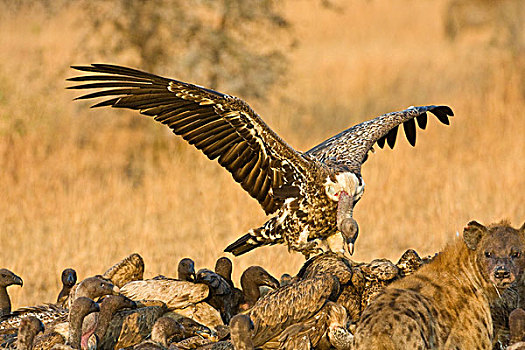 非洲,坦桑尼亚,白背兀鹫,斑点,鬣狗,河马,杀,塞伦盖蒂国家公园