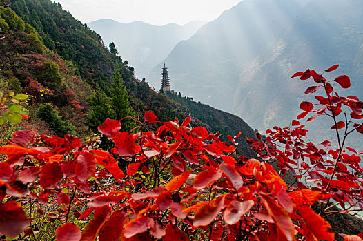 重庆巫山,红叶满山,游客如织