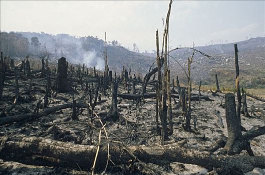 燃烧,雨林,破坏,马达加斯加