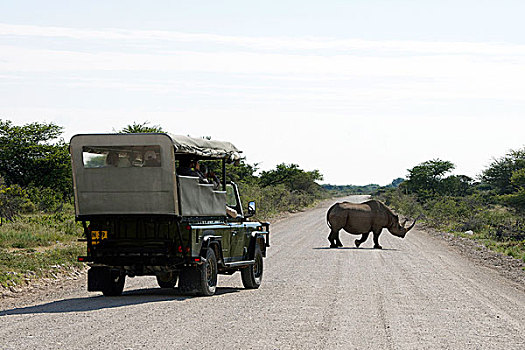 纳米比亚,埃托沙国家公园,黑犀牛,穿过,道路
