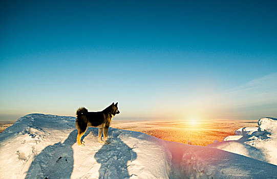狗,站立,雪,山,日落,俄罗斯