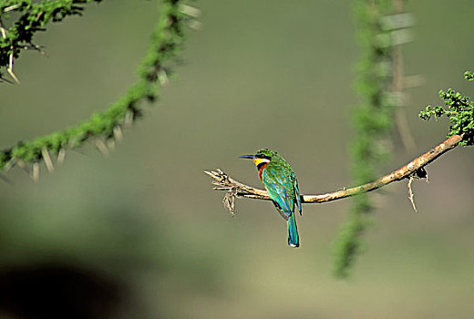 坦桑尼亚,恩戈罗恩戈罗火山口,食蜂鸟