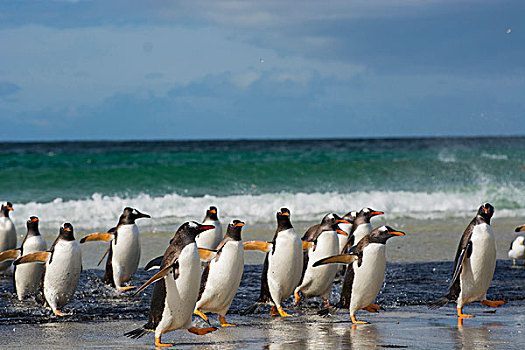 福克兰群岛,岛屿,巴布亚企鹅,室外,水