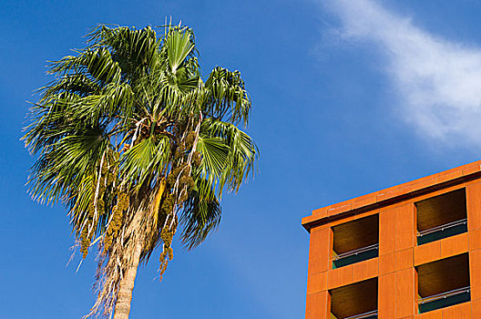 棕榈树,公寓,蓝天,房地产,概念