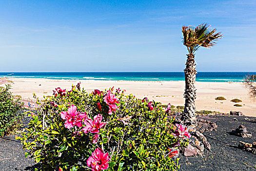 盛开,木槿,棕榈树,散步场所,高处,海滩,海洋,富埃特文图拉岛,加纳利群岛,西班牙