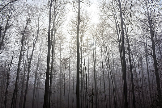 秃树,雾,奥登瓦尔德,黑森州,德国,欧洲