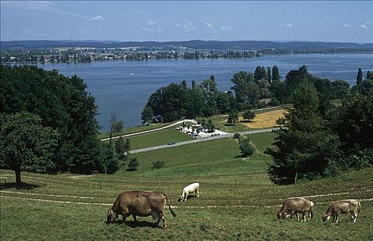 母牛,草地,哺乳动物,草场,博登湖区,瑞士,欧洲,牲畜,农事,动物