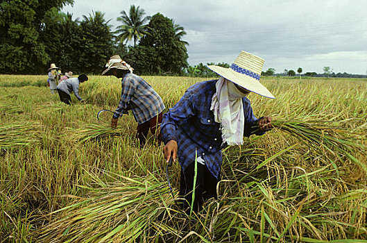 泰国,靠近,农民,收获,稻米