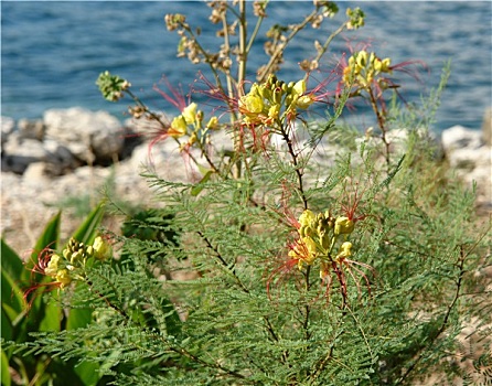 彩色,地中海,植物