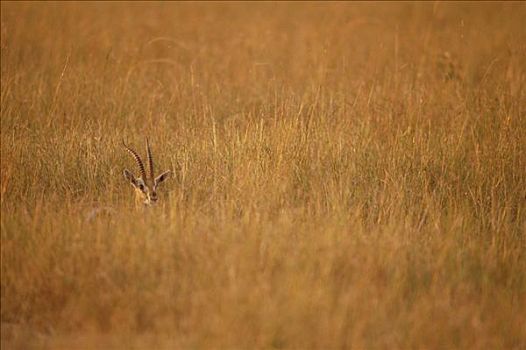 汤氏瞪羚,隐藏,高草,马赛马拉国家保护区,肯尼亚,东非