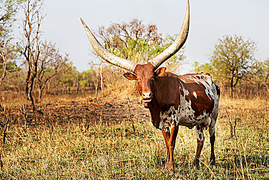有角,母牛,乌干达
