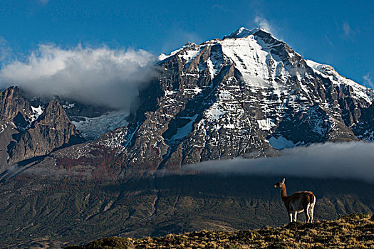 原驼,美洲驼,背影,托雷德裴恩国家公园,巴塔哥尼亚,区域,南方,智利