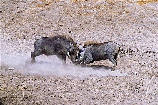 争斗,疣猪,哺乳动物,埃托沙国家公园,纳米比亚,非洲,动物