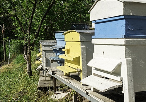 成群,蜜蜂,飞虫,蜂巢