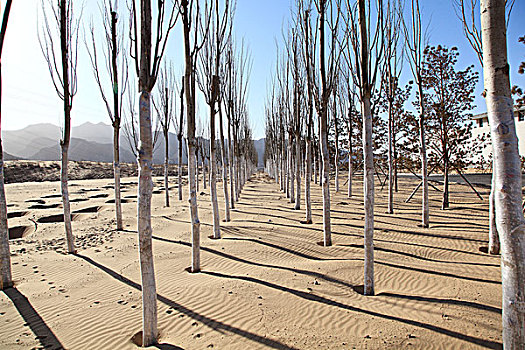 沙漠上的白杨树
