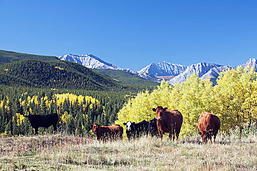 牛,放牧,山麓,山谷,艾伯塔省,加拿大