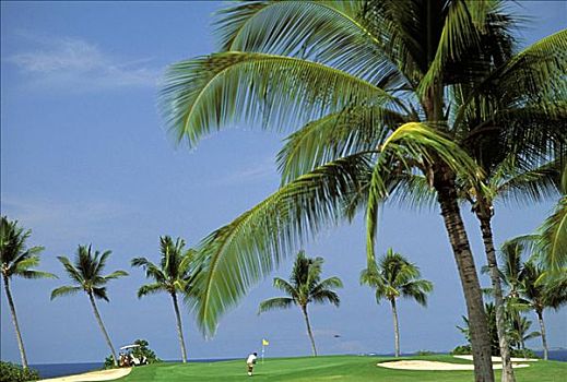 夏威夷,夏威夷大岛,乡村俱乐部,海洋,背影,棕榈树,打高尔夫,蓝天