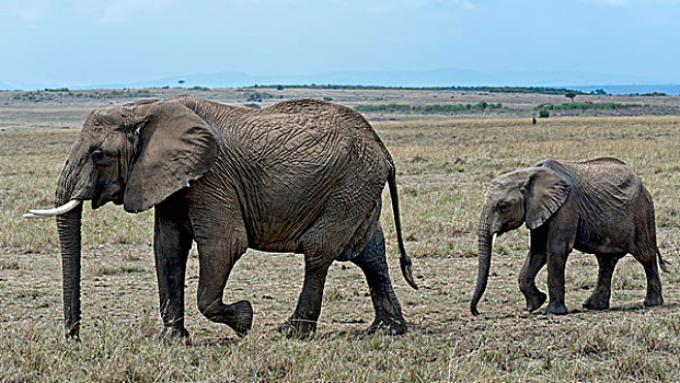 非洲,灌木,大象,幼兽,非洲象,马赛马拉国家保护区,肯尼亚