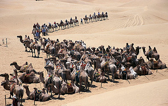 内蒙古库布齐沙漠上的骆队