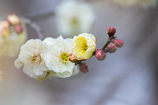 初春梅园梅花绽放