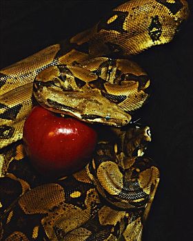 蛇,苹果