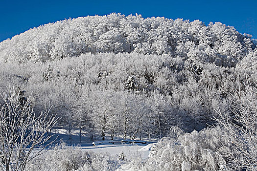 树,积雪,魁北克,加拿大