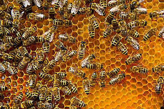 蜜蜂,蜂窝,蜂场