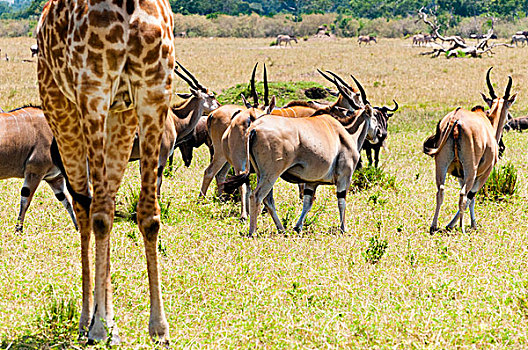 长颈鹿,普通,大羚羊,马赛马拉国家保护区,肯尼亚