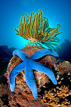 蓝色,黄色,毛头星,海百合纲,珊瑚,米沙鄢,菲律宾,亚洲