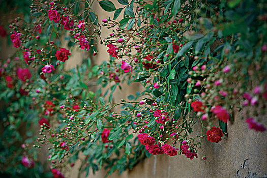 玫瑰花,墙壁,佛罗伦萨,意大利