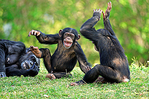 黑猩猩,成年,女性,年轻,玩