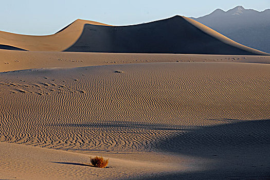 豆科灌木,沙丘,沙子,早晨,亮光,死亡谷国家公园,加利福尼亚,美国