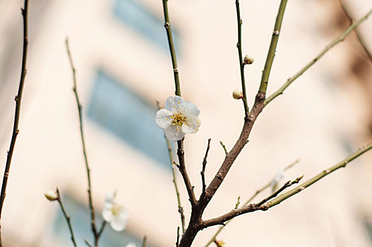 春季盛开的白色小花朵