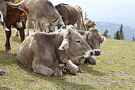 德国,巴伐利亚,陆地,区域,加米施帕藤基兴,山地牧场,母牛