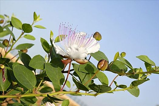 马槟榔,花,枝头