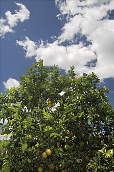 橘树,哥斯达黎加