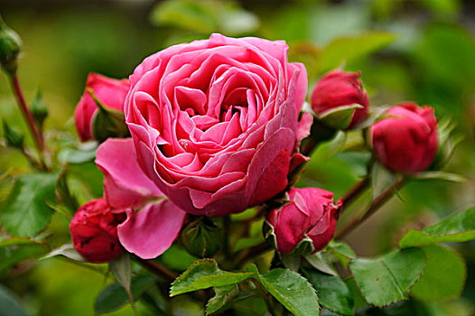 粉色,玫瑰,花,芽,施特拉尔松,梅克伦堡前波莫瑞州,德国,欧洲