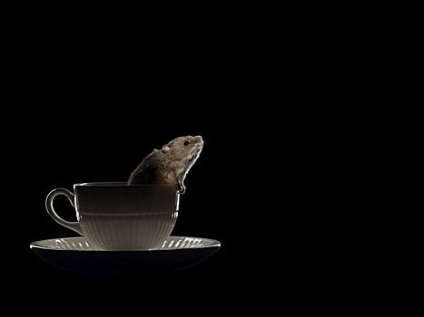 老鼠,茶杯