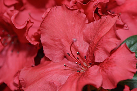 杜鹃花属植物,花